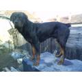 rottwailer talie inalta il dau pt imperechere   0753 048 004
