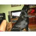 rottwailer talie inalta il dau pt imperechere   0753 048 004