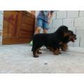 vand rottweiler american femela