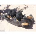 vand rottweiler american femela