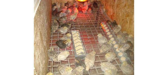 VAND OUA DE PREPELITA 9 LEI 24 BUC. LIVRARE LA DOMICILIU.