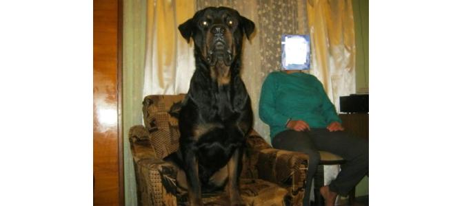 rottwailer talie inalta il dau pt imperechere   0753 048 004