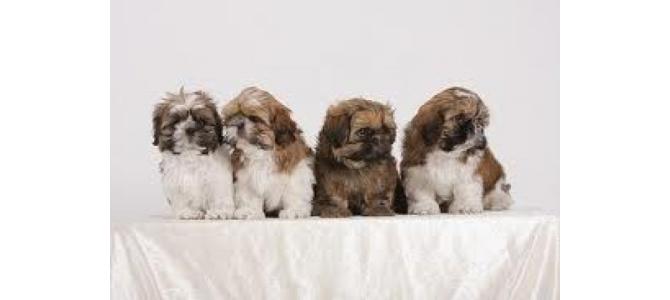 Vand urgent caine shih tzu