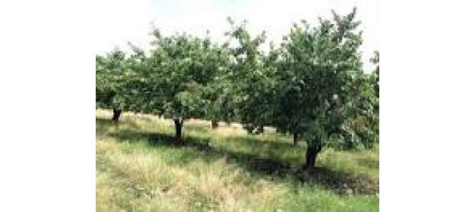 vind teren extravilan 5600 mp2 livada ciresi  zona ONCEA ORADEA