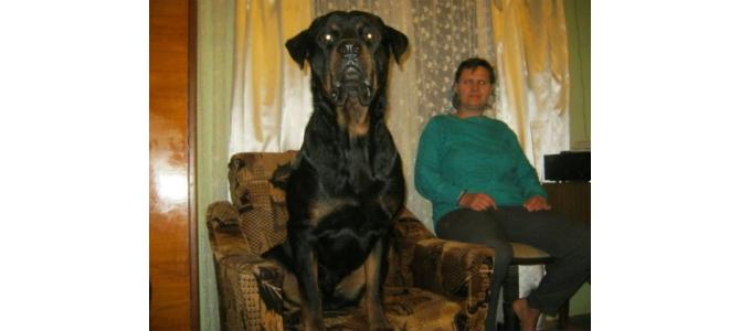 vand rottweiler american femela