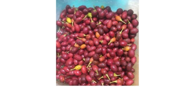 buy fresh Coca Seeds and coca leaves online